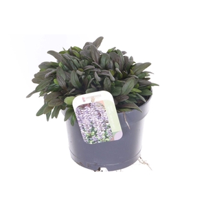 Ajuga