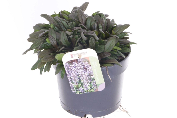 <h4>Ajuga</h4>