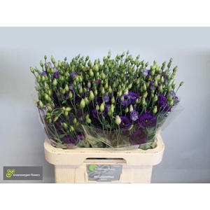 LIS G MINUET DARK PURPLE