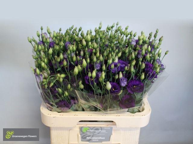 <h4>LIS G MINUET DARK PURPLE</h4>