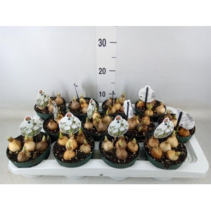 Galanthus nivalis   ...in pot