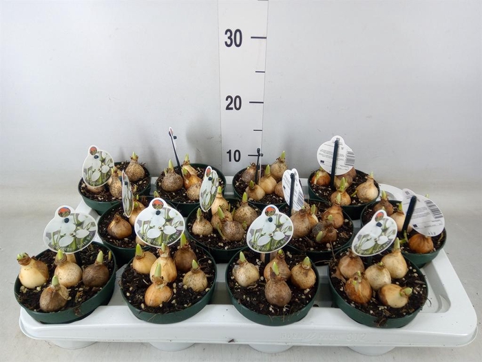 <h4>Galanthus nivalis   ...in pot</h4>