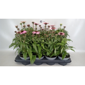 Echinacea  'Sombrero Rose'