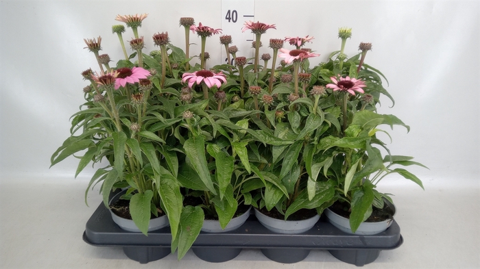 <h4>Echinacea  'Sombrero Rose'</h4>
