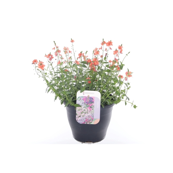 <h4>Diascia Trinity Sunset</h4>