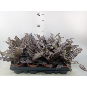 Cryptanthus zonatus