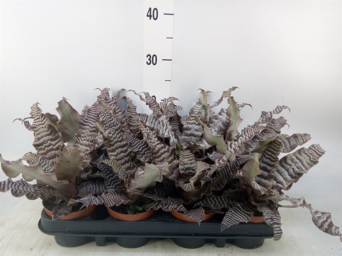 <h4>Cryptanthus zonatus</h4>