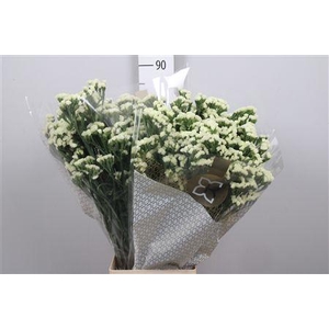 Lim S Starlight Wings