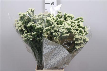 <h4>Lim S Starlight Wings</h4>