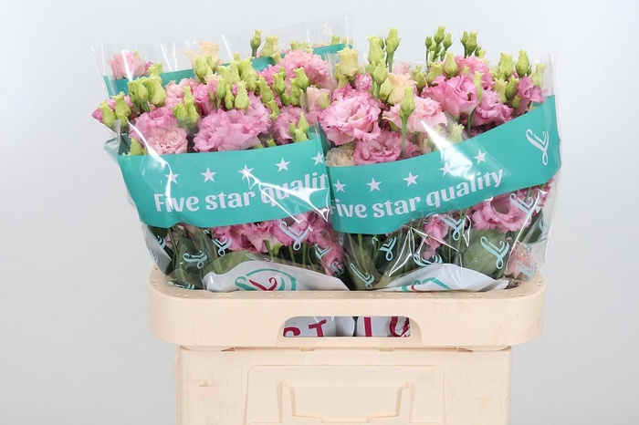 <h4>Eus G Alissa Pink</h4>