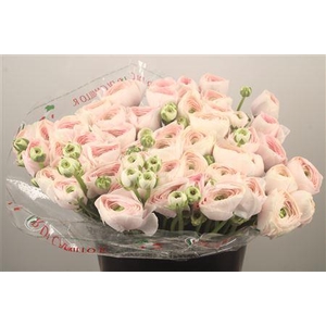 Ran... Su Hanoi Super X50