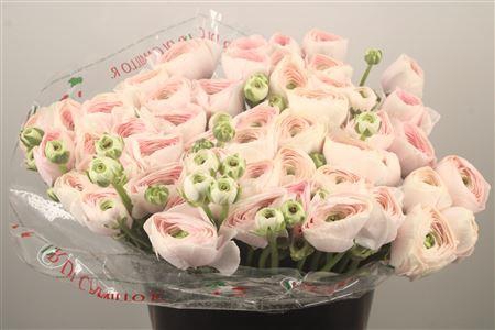 Ran... Su Hanoi Super X50