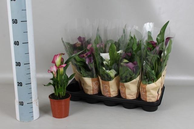 <h4>ZANT GEM 4 KL</h4>