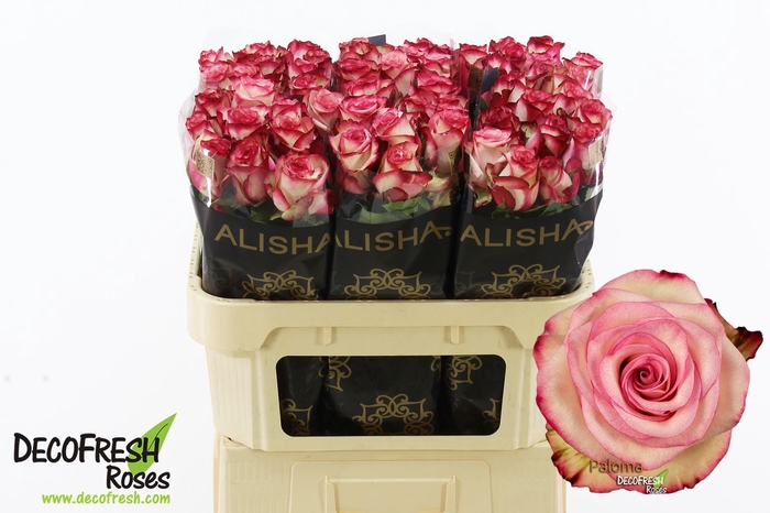 <h4>R Gr Paloma Alisha</h4>