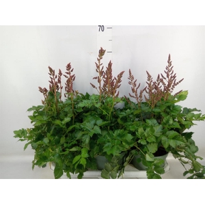 Astilbe  'Younique Carmine'