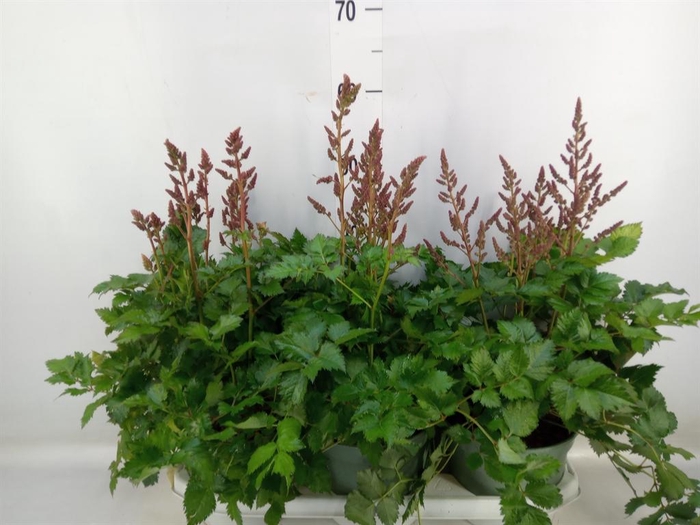 Astilbe  'Younique Carmine'