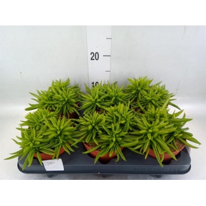 Peperomia ferreyrae 'Happy-Bean'