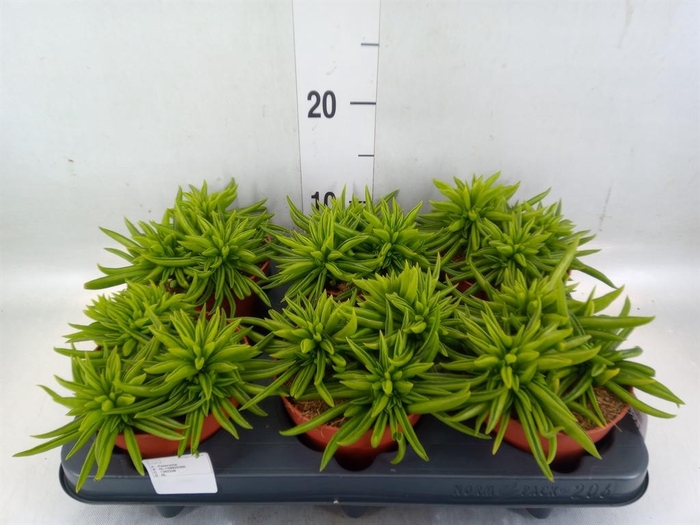 <h4>Peperomia ferreyrae 'Happy-Bean'</h4>