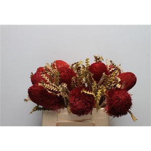 Banksia Speciosa Dried Red