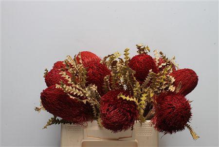 <h4>Banksia Speciosa Dried Red</h4>