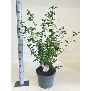 HIBIS SYRIACUS