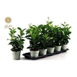 MANDEVILLA WHITE