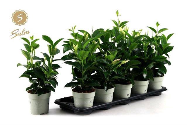 <h4>MANDEVILLA WHITE</h4>
