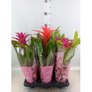 Bromelia   ...mix