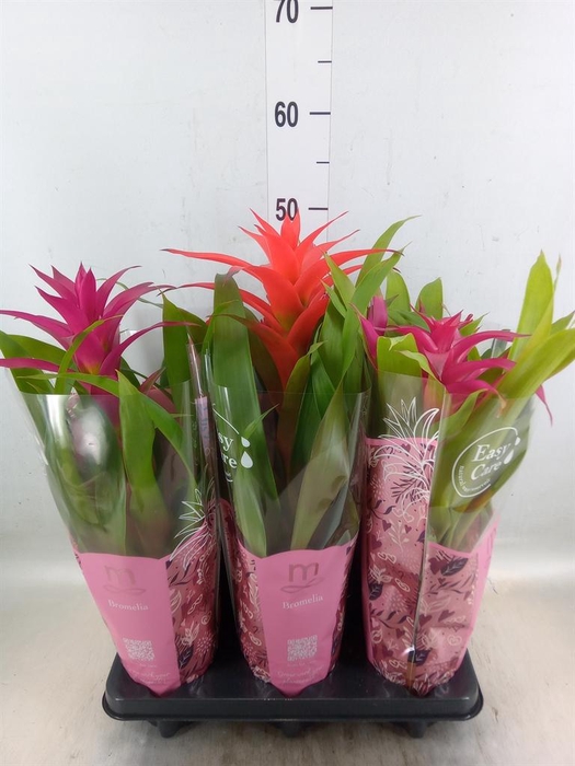 <h4>Bromelia   ...mix</h4>