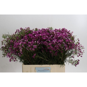 Chamelaucium Jupiter