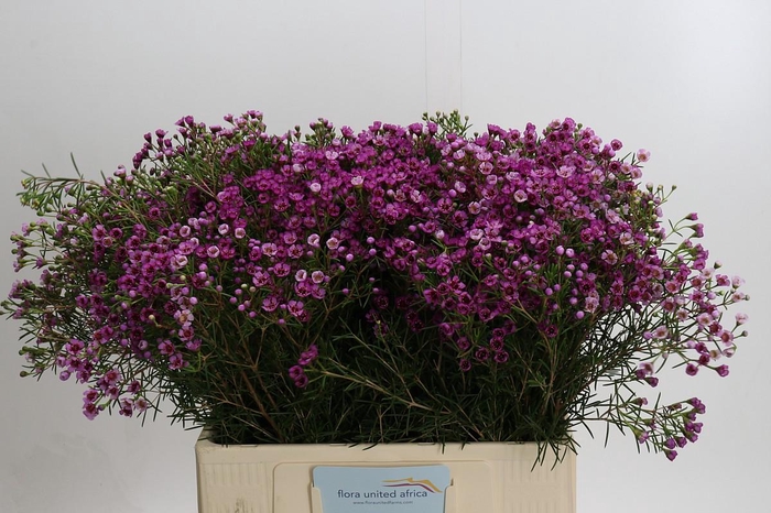 <h4>Chamelaucium Jupiter</h4>