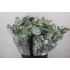 Euca Cinerea Short 150gr P Bunch