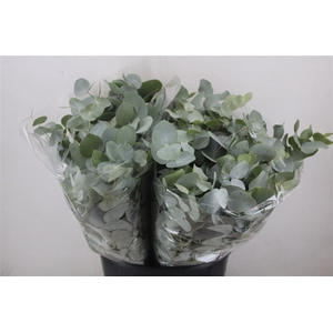 Euca Cinerea Short 150gr P Bunch