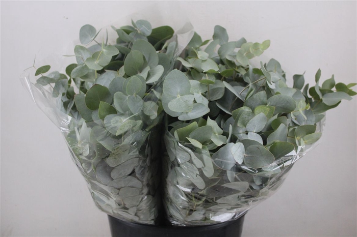 <h4>Euca Cinerea Short 150gr P Bunch</h4>