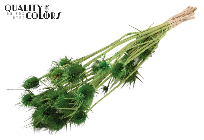 <h4>Cardi Distel Bleached 10pc/bunch 55cm Light Green</h4>