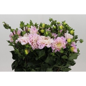 Dahlia Sweet Nathalie