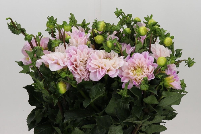 <h4>Dahlia Sweet Nathalie</h4>