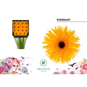 Gerbera Spider Stardust Diamond per kaart