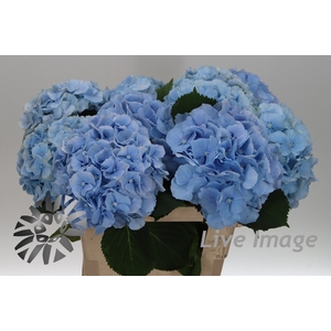 Hydrangea verena blue
