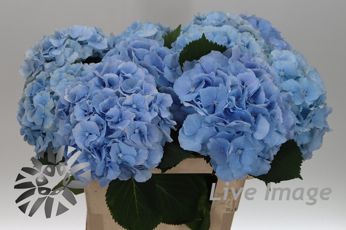 <h4>Hydrangea verena blue</h4>