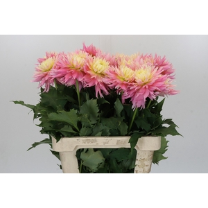 Dahlia Just Married