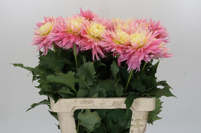 <h4>Dahlia Just Married</h4>