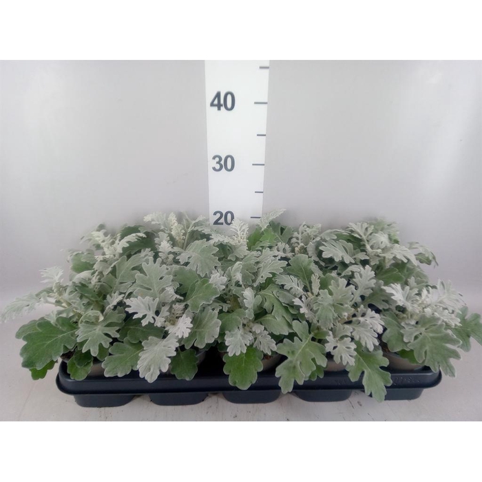 <h4>Jacobaea maritima</h4>
