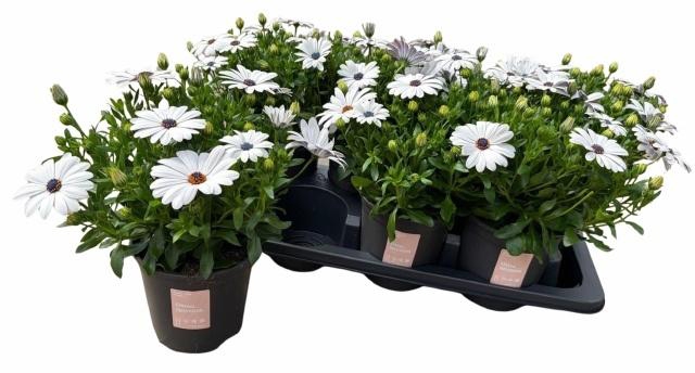 <h4>OSTEO SENORI BLANCA</h4>