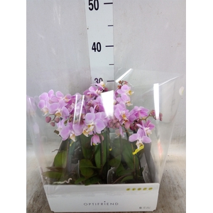 Phalaenopsis multi.   ...rose