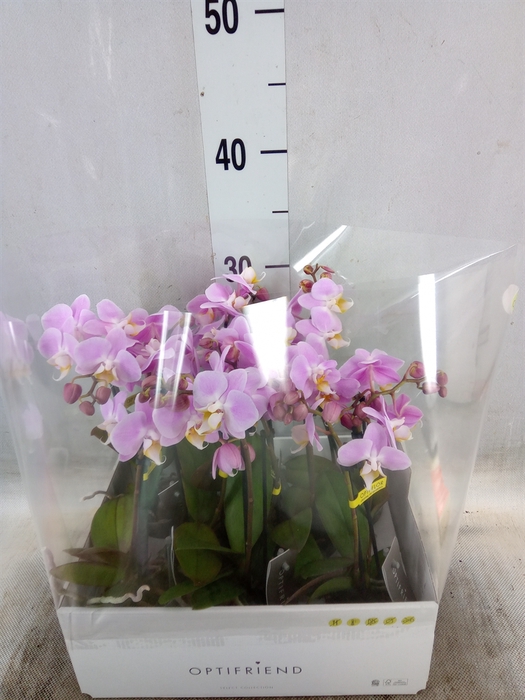 <h4>Phalaenopsis multi.   ...rose</h4>