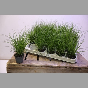Carex Brunnea