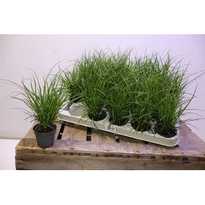 arr8 Carex Brunnea