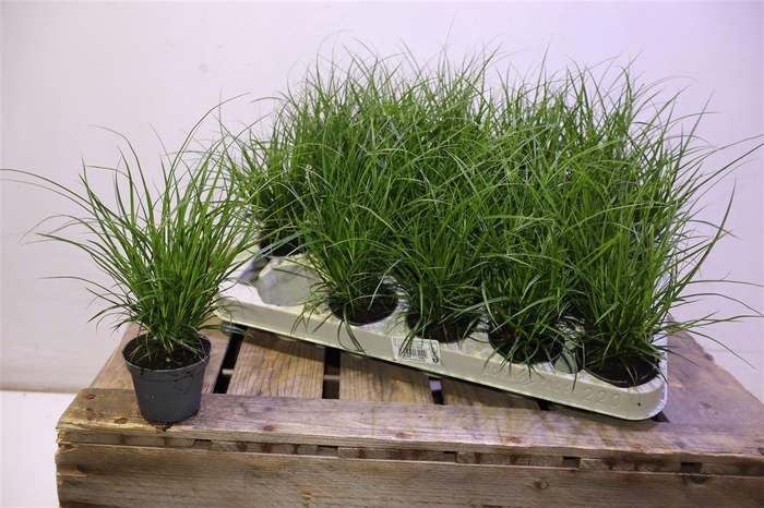 <h4>arr8 Carex Brunnea</h4>