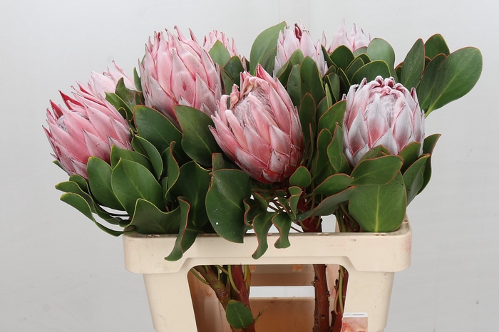 Protea Cynaroides